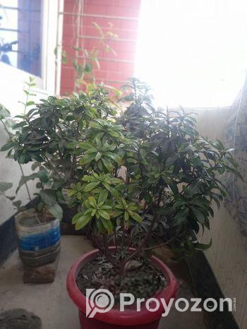 একটি অসাধারণ ফুলের টপ সহ গাছ বিক্রি হবে