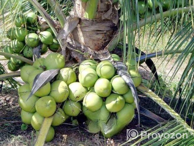 Vietnam coconut tree