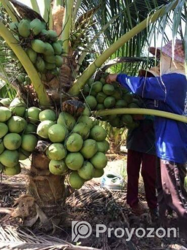 Vietnam coconut tree