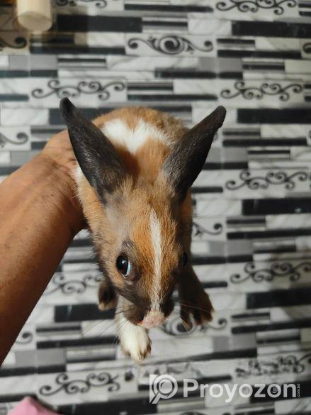 ছেলে খরগোশ বিক্রি হবে