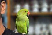Indian Ringneck Bird
