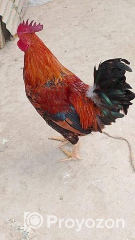 দেশি রাতা মোরগ বিক্রি করব