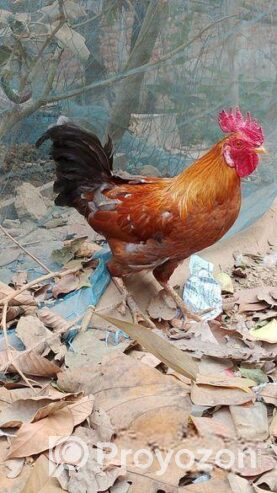 দেশি রাতা মোরগ বিক্রি করব
