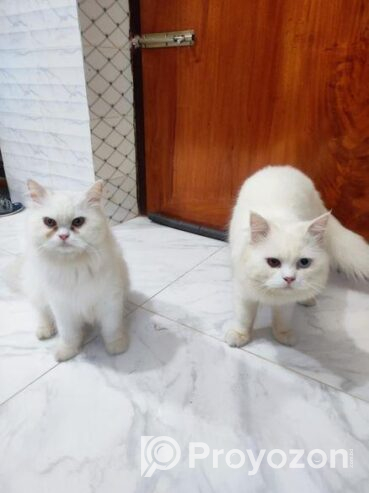 Adult Persian Cat for sell