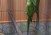 Indian Ringneck Master Pair