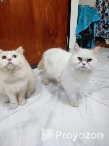 Adult Persian Cat for sell