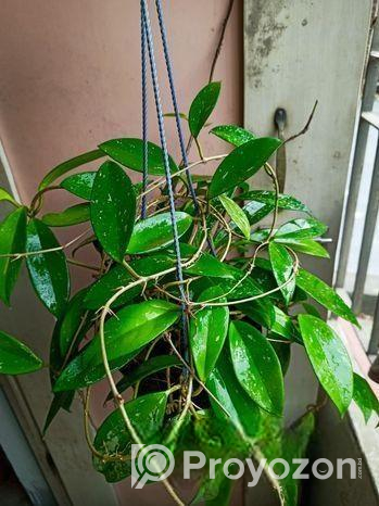 Hoya Orchid plant