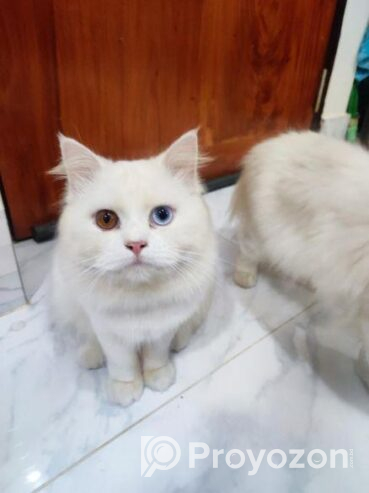 Adult Persian Cat for sell