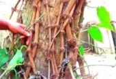 চুই ঝাল গাছের চারা পাইকারি বিক্রয়