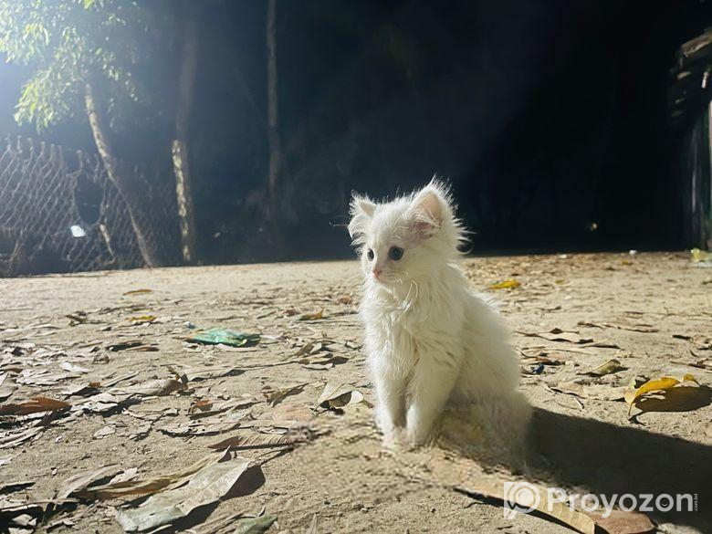 Persian cat ‍Sell Post