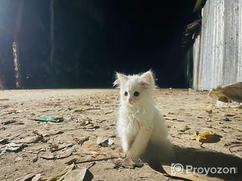 Persian cat ‍Sell Post