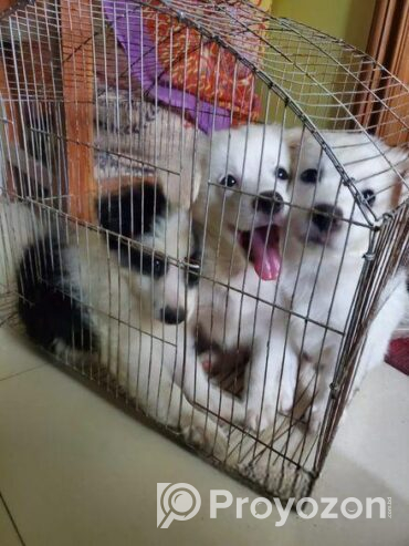 Border coolie ‍Sell Post