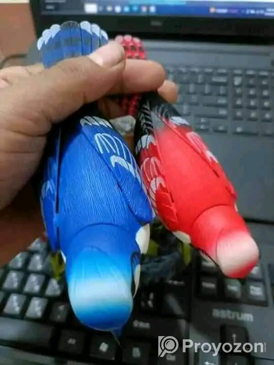 Ensemble Beautiful Birds