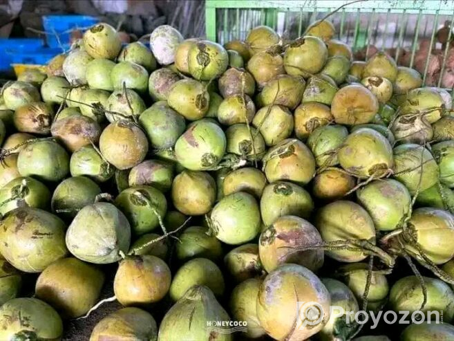 নারিকেল সুপারি কাঁচা হলুদ শুকনা লঙ্কা পাইকারি দামে বিক্রয়