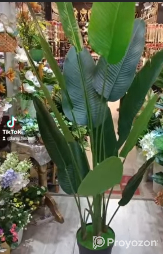 Banana tree bikri kora hbe