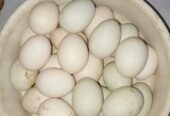 পাতি হাঁসের ডিম বিক্রি করা হবে।