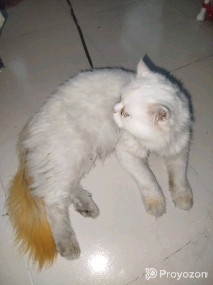 একটি পুষি বিক্রি করা হবে।