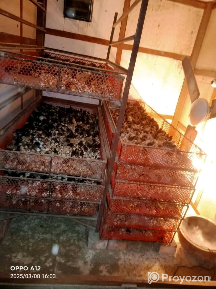 কোয়েল পাখি বিক্রি করা হবে।