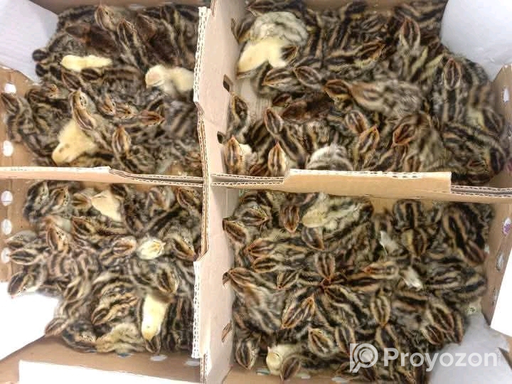 কোয়েল পাখি বিক্রি করা হবে।