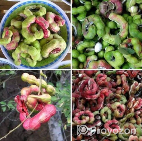 খই ফল খইয়া ফল জিলাপি ফল বিক্রি হবে