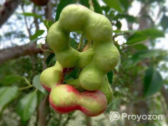 খই ফল খইয়া ফল জিলাপি ফল বিক্রি হবে