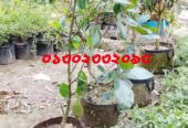 ফলসহ বারোমাসি পিং কাঁঠাল বা আঠা বিহীন সেল করা হয়