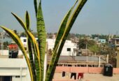 গাছ সেল করা হয়
