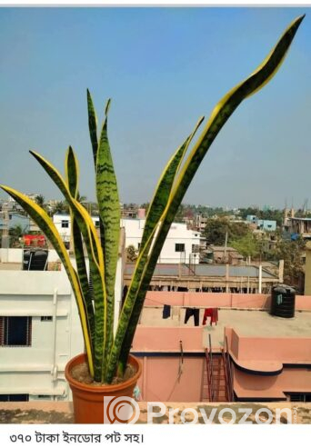 গাছ সেল করা হয়