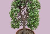 Jade Plant for sell