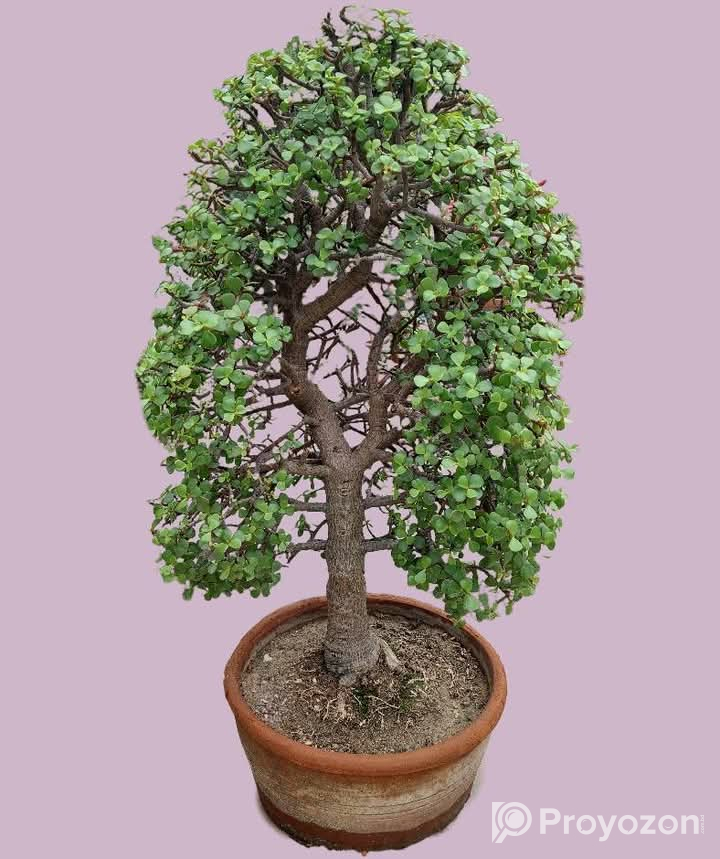 Jade Plant for sell