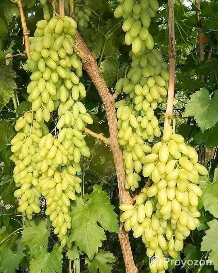 পরীক্ষিত মিষ্টি জাতের রাশিয়ান আঙ্গুরের চারা।