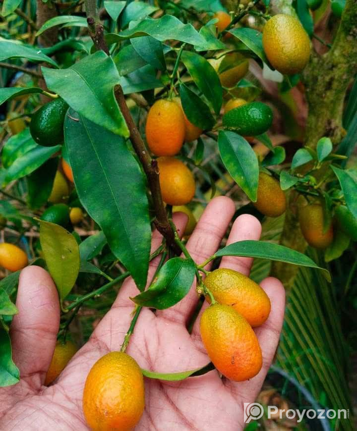 সুইটলেমন