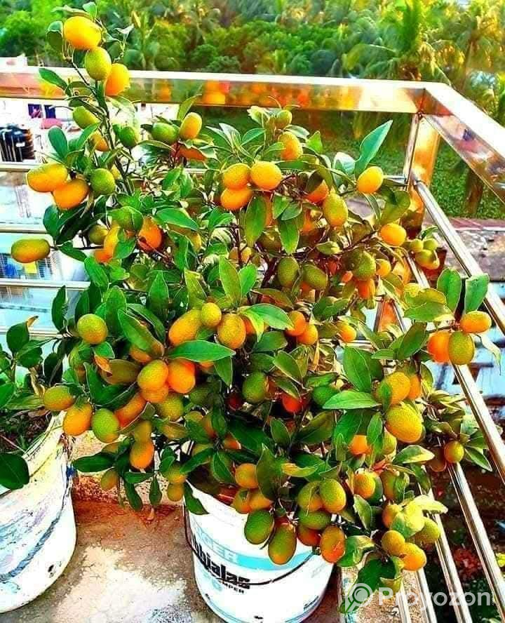 সুইটলেমন