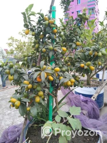 সুইটলেমন