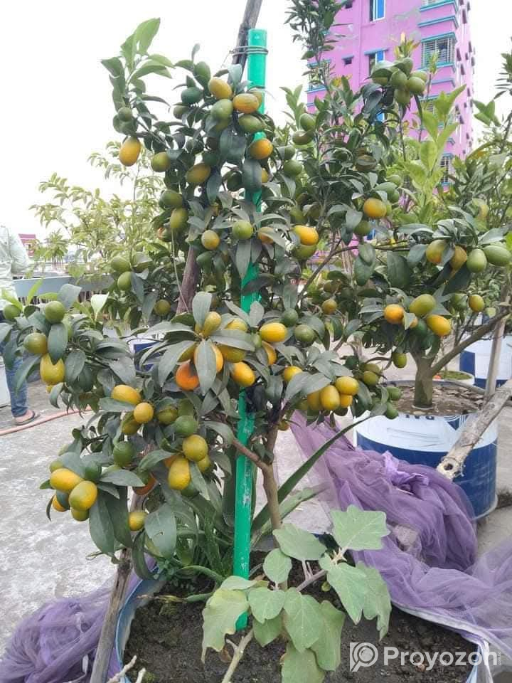 সুইটলেমন