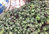 ইনডোর_প্যাকেজ চারা /কাটিং দেওয়া হবে