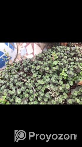 ইনডোর_প্যাকেজ চারা /কাটিং দেওয়া হবে