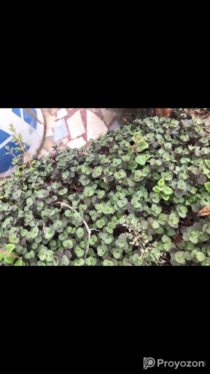 ইনডোর_প্যাকেজ চারা /কাটিং দেওয়া হবে