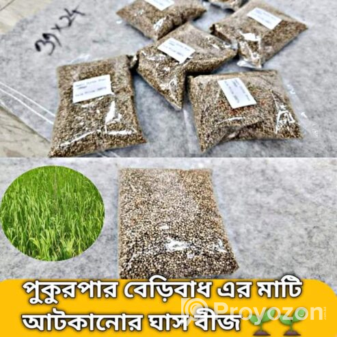 হাইব্রিড দূর্বা ঘাসের বীজ।কেজি হিসেবে বিক্রি করা হয়।
