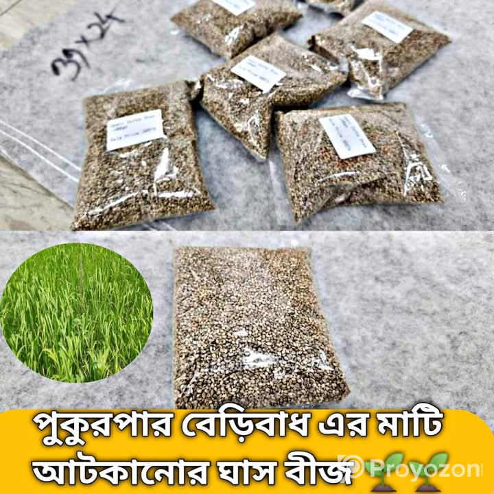 হাইব্রিড দূর্বা ঘাসের বীজ।কেজি হিসেবে বিক্রি করা হয়।