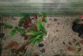 Aquarium sale… Hot offer