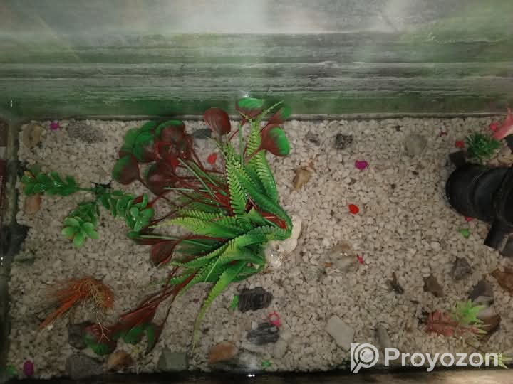 Aquarium sale… Hot offer