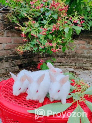 খরগোশ বিক্রি হবে