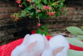 খরগোশ বিক্রি হবে