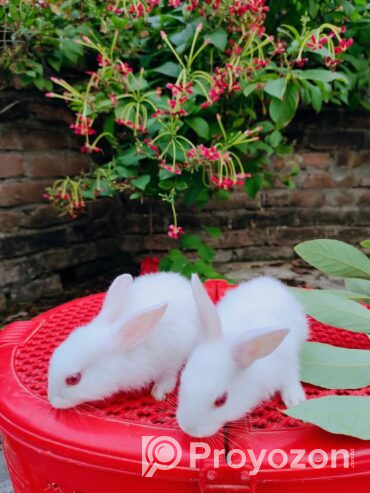 খরগোশ বিক্রি হবে