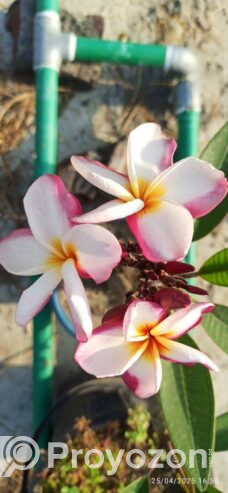 কাঠ গোলাপ এর সতেজ চারা বিক্রি করা হবে