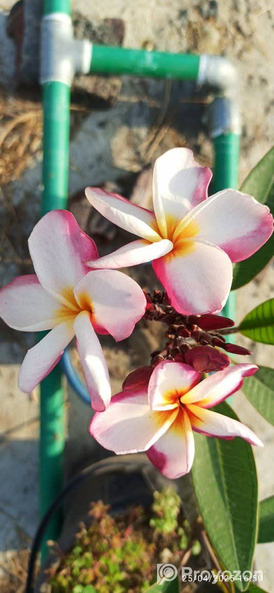 কাঠ গোলাপ এর সতেজ চারা বিক্রি করা হবে