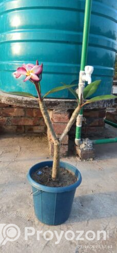 কাঠ গোলাপ এর সতেজ চারা বিক্রি করা হবে