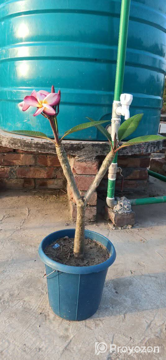 কাঠ গোলাপ এর সতেজ চারা বিক্রি করা হবে