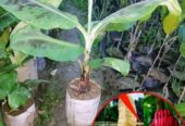লাল কলা এর প্রিমিয়াম কোয়ালিটি চারা বিক্রি হবে